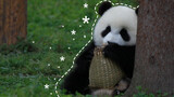 [Panda Hao Yue] Aku Datang!