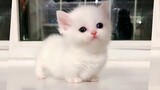 Cute TikTok Pets that Will 100% Make You Day Better 🥰