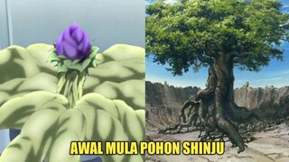 AWAL MULA POHON SHINJU