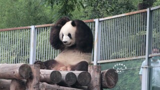 大熊猫萌兰 哎呀妈呀，揉大朵朵太可爱了