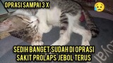 Astagfirullah Sedih Anak Kucing Ini Di Oprasi Sampai 3 x Sakit Prolaps  Jebol Terus..!
