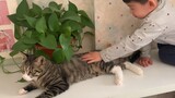 Kucing Dragon Li: Kenapa Anaknya Tidak Disekolahkan Saja? Melelahkan Sekali~