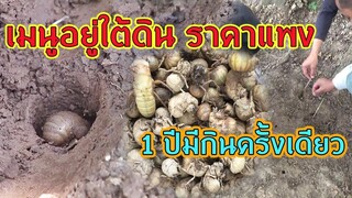 เมนูอยู่ใต้ดิน | ราคาแพง 1 ปี | มีกินครั้งเดียว |