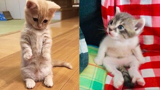 Baby Cats - Cute and Funny Cat Videos Compilation #17 | Aww Animals