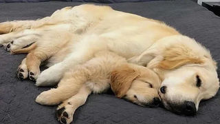 ลูกสุนัขโกลเด้นรีทรีฟเวอร์ที่สนุกและน่ารักที่สุด 10- วิดีโอลูกสุนัขตลกปี 2020