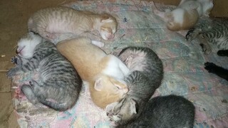 Mama Cat Accepted Two  New Bigger Kittens,