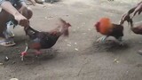4yrs broodcock vs 7yrs broodcock