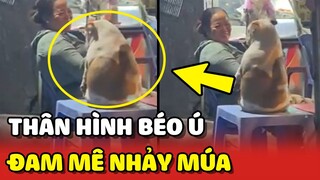 Chú chó có đam mê NHẢY MÚA nhưng thân hình lại QUÁ BÉO 😂 | Yêu Lu