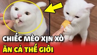 Chú mèo bao Sen AO ƯỚC vì có thể ĂN CẢ THẾ GIỚI 😍 | Yêu Lu