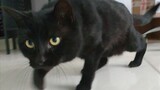[Động vật] Nói tiếng Anh với em mèo đen, ẻm đơ như cây cơ luôn