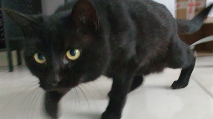 [สัตว์] พูดภาษาอังกับแมวดำ แมวดำทำหน้างง: เห็นแก่ที่เก็บอึให้ฉันจะทน