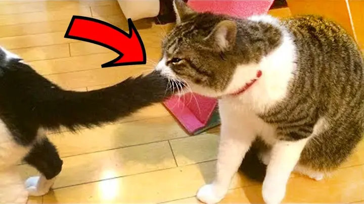 Funny Pets Reaction Videos 2021- Try Not To Laugh| Amazing Animals - Bilibili Funny Pets Reaction Videos 2021- Try Not To Laugh| Amazing Animals - Bilibili