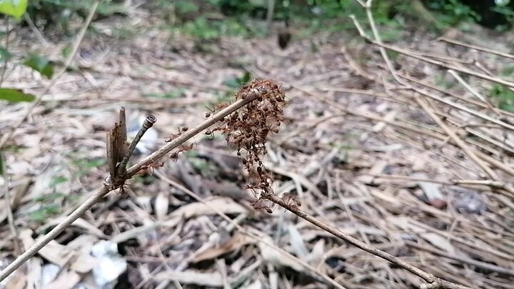 Ants making bridges themselves