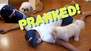 Faking My Death in Front of My Dog ( Funny Dog Reaction)