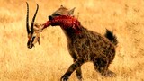 Hyena Steal The Prey Of Wild Dogs,  Incredible Fight.