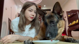 Animal|Video of Funny German Shepherd Dog