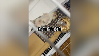 Cháu Chi nhà tôi   cat mèo cute #