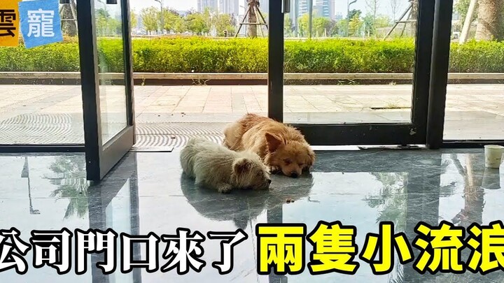 天气炎热，两只小狗趴在公司门口吹空调，却又不敢进来。