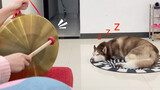 Setelah husky tertidur, memukul gong dengan kuat, bagaimana reaksinya?
