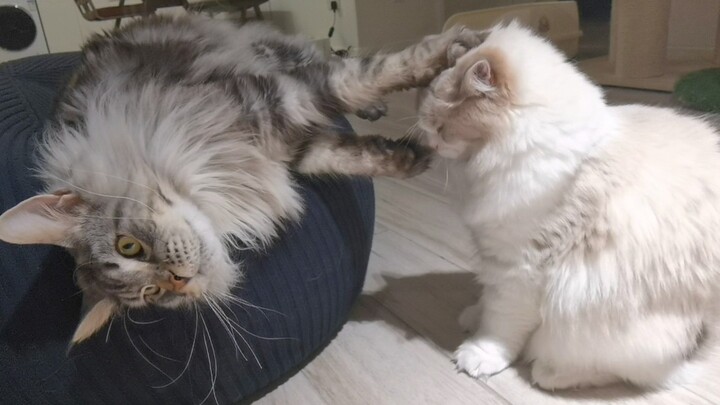 Động vật|Mèo Maine Coon và mèo Ragdoll đánh nhau!
