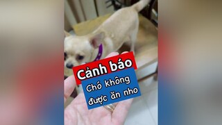 Cảnh báo: chó không được ăn nho! thucung pet chó chó_cưng kcbweb nuoidaythucung thucungvuinhon thucungdethuong