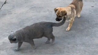 This dog-licking performance has been included in the Beijing Film Academy teaching materials