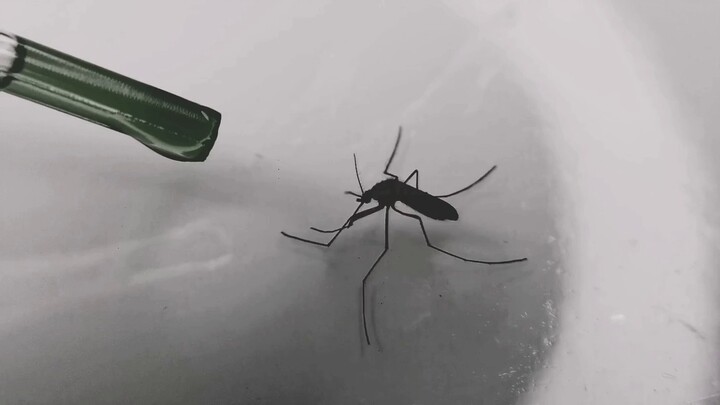 How to train mosquitoes to drink Fengyoujing【Chapter 2】