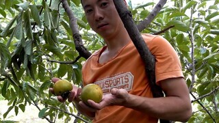 Anh em nhà Huanong: Hồng nhà Lão Vương bên cạnh sắp chín rồi, hái một ít nếm thử, hái một ít quả trê
