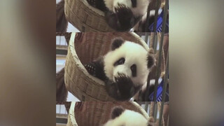 [Animals]People's comments on pandas' funny moments