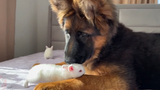 Gembala Jerman bertemu kelinci untuk pertama kalinya