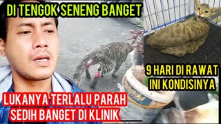 KUCING LIAR TERSIKSA DI PASAR KAKINYA LUKA PARAH PAR II Di TENGOK DI KLINIK..!