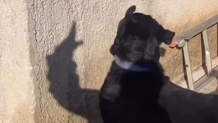 Dog scared From Shadow