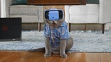 Cat Tries VR