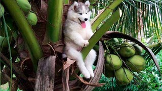 Thách Bạn Nhịn Cười Với Những Chú Chó Hài Hước |Try Not To Laugh Super Funny Dog Videos