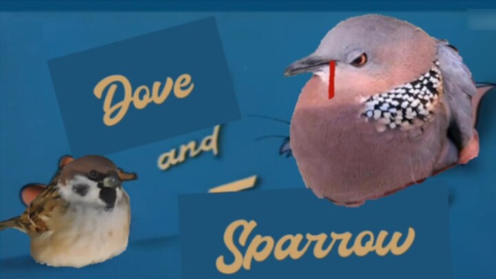 [Birds and Birds Dubbing] Doves and Sparrows 1 Peaceful Coexistence Dove Principle