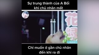 Đau lòng xuhuong SongKhoe247 thucung