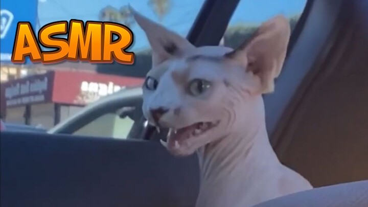 ASMR - Sphynx Cat Chewing On Her Tail