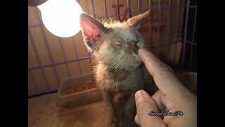 Kitten In The Vet With  White Mange Kitten