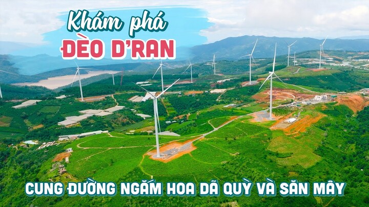 KHÁM PHÁ ĐÈO DRAN | Cung đường ngắm hoa dã quỳ và săn mây đẹp nhất đến Đồi Chè Cầu Đất Đà Lạt