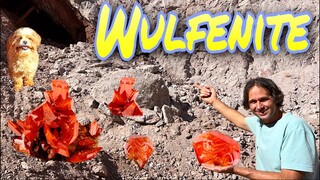 World Famous Red Cloud Mine Wulfenite | Finally made it there!