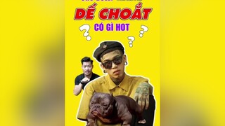 Bully Exotic của Rapper Dế Choắt là dòng chó Đắt Nhất Thế Giới? tuitienpet LearnOnTikTok education dechoat pet bully ellastudy esm thucung