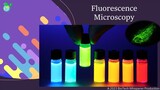 Fluorescence Microscopy Explained