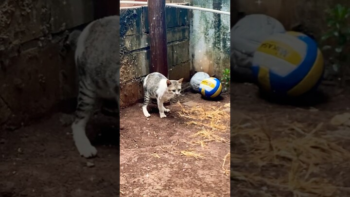 KUCING TANGANYA HILANG 1 TETAP SABAR