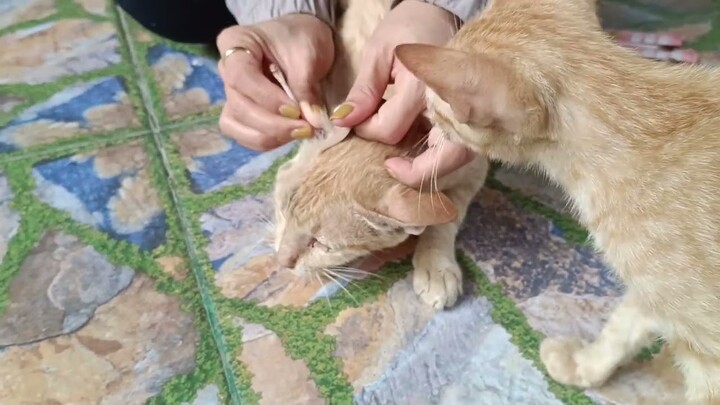 Cat Ear cleaning with Meow Family | Care of stray Cat