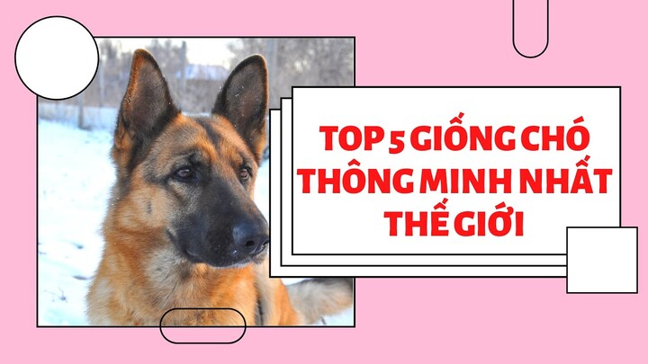 Top 5 Giống Chó Thông Minh Nhất Thế Giới | Vẩu Pet