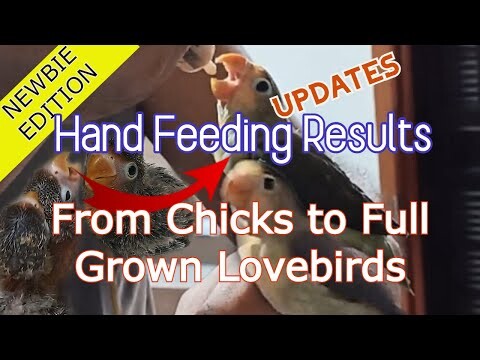 Hand Fed Lovebirds UPDATE| They Grown up healthy birds.