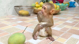 Princes Maya Very Yummy Eat Rice, Adorable Baby Monkey Maya Very Cute Sit Eating Dinner