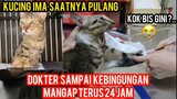 Kucing Liar Mulutnya Gak Bisa Mingkem 4 Hari Gak Makan Part 2 Akhirnya Di Rawat Di Klinik..!