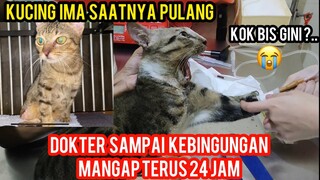 Kucing Liar Mulutnya Gak Bisa Mingkem 4 Hari Gak Makan Part 2 Akhirnya Di Rawat Di Klinik..!