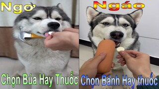 Dương KC | Ngáo và Ngơ uống thuốc | chó thông minh đáng yêu | cute smart dog pet | Thú Cưng TV